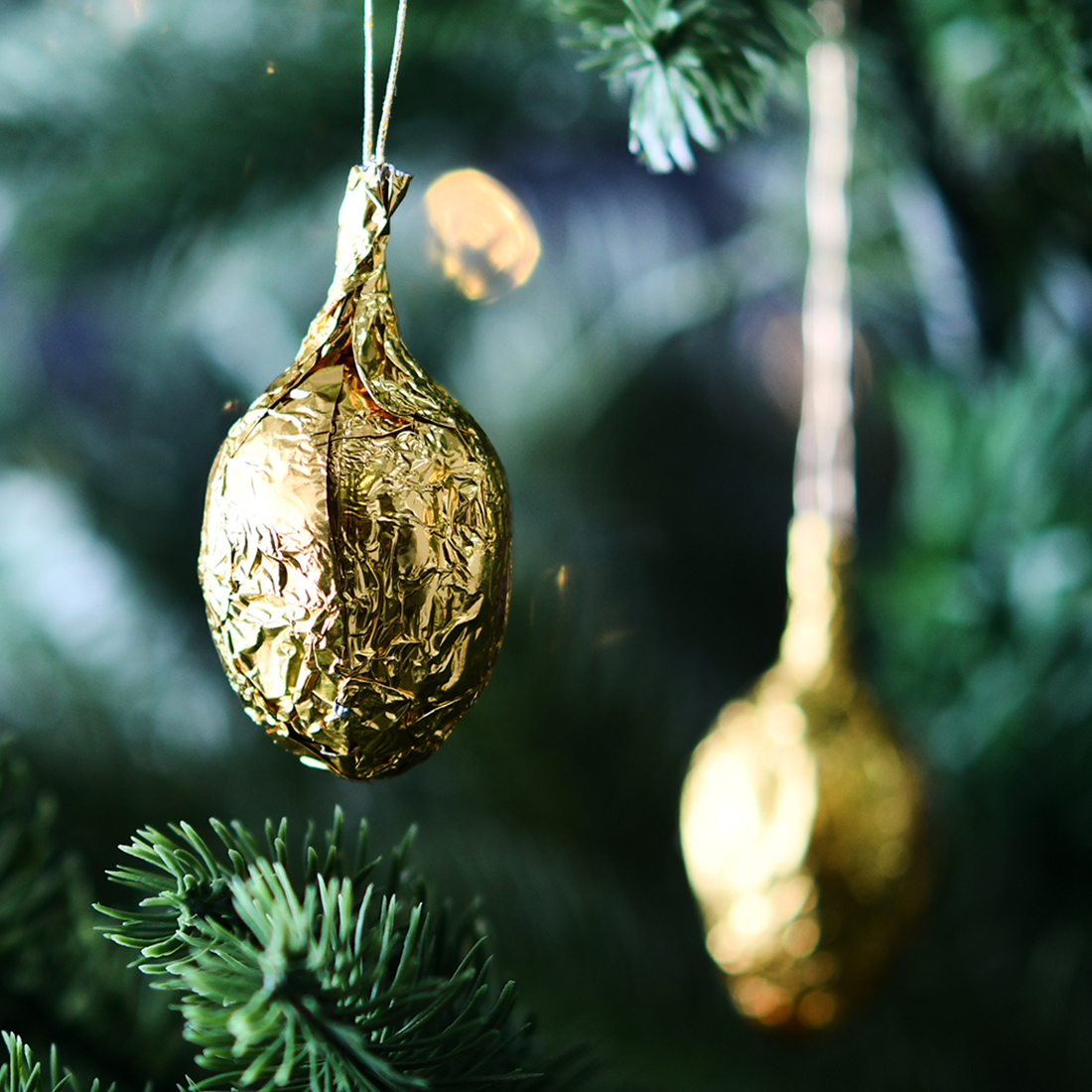 Stimmungsbild: Goldnuss Nussnougat hänge dekorativ an einer Tanne Stimmungsbild: Goldnuss Nussnougat hänge dekorativ an einer Tanne