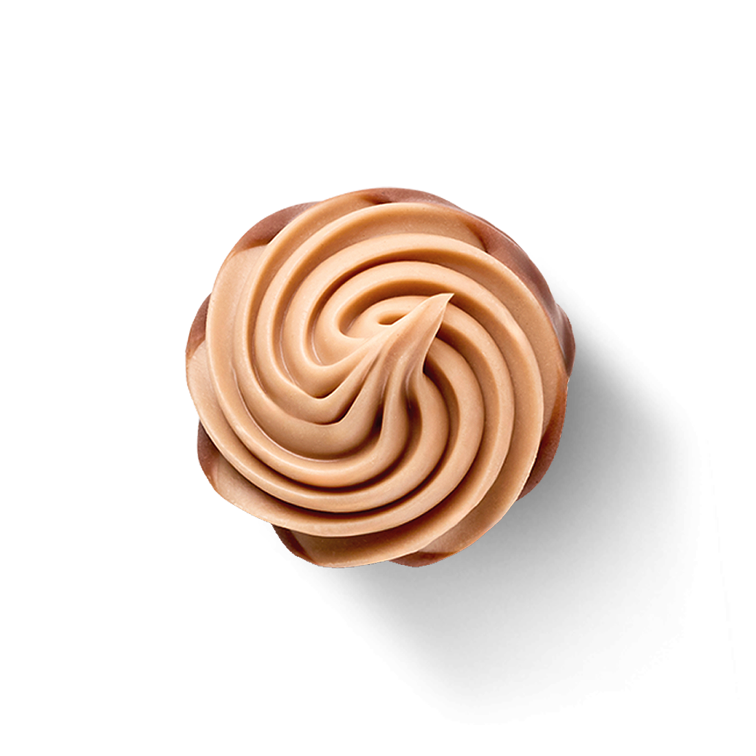 Florenzer Rose, 6 St.